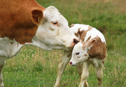Крава и малко теле на полето