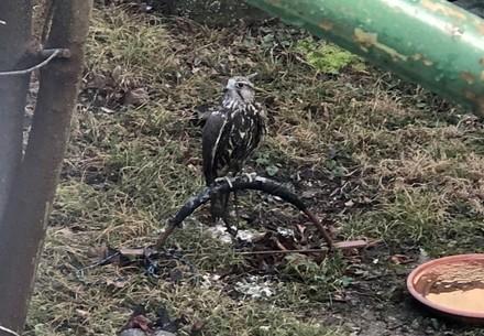 Falke in Vorgarten gefunden