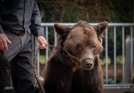 Brown bear being used for entertainment at a Medieval festival 