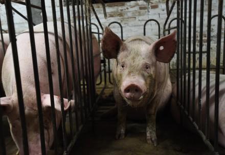 Pig in pig farm