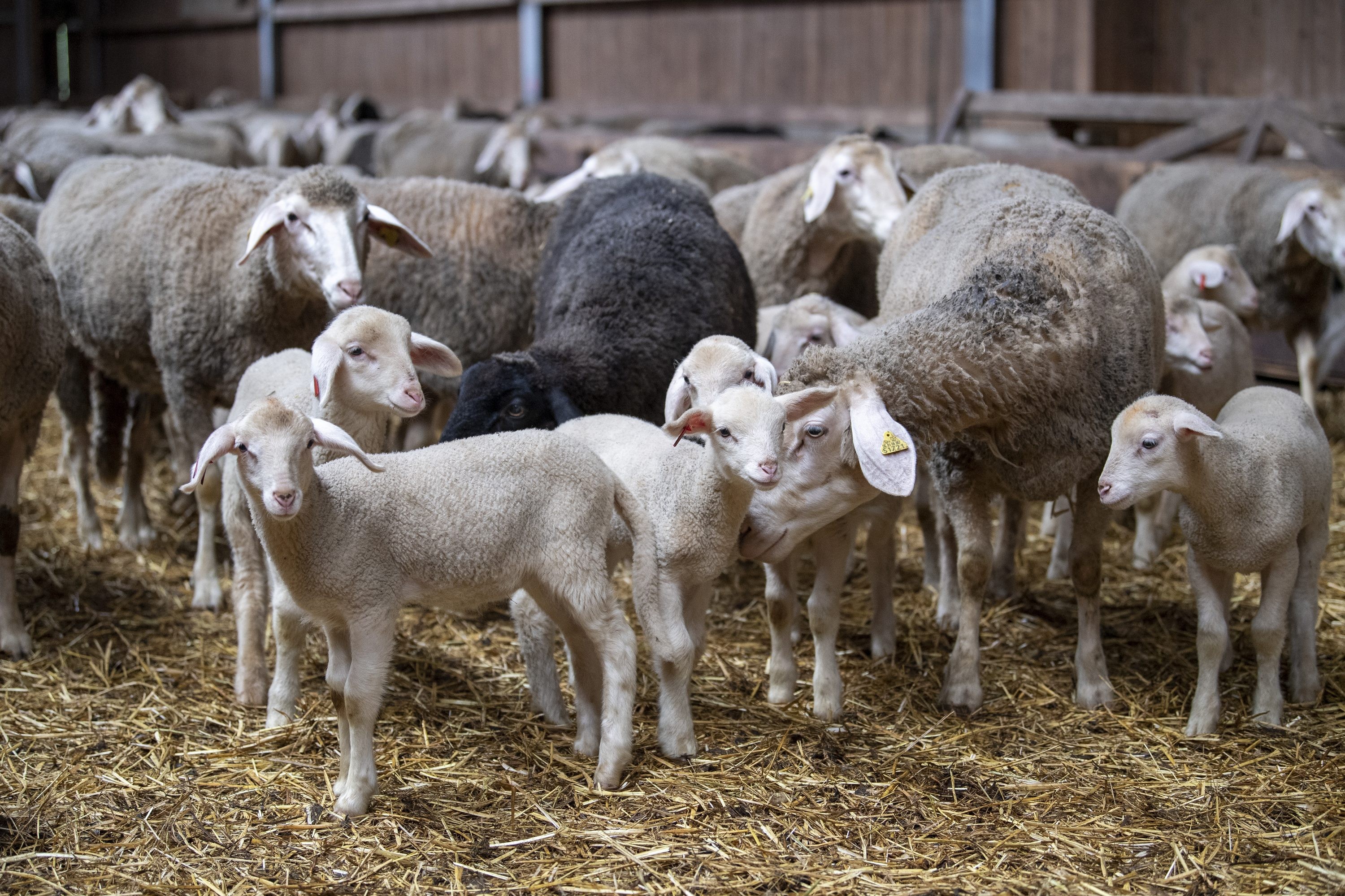 Troupeau de moutons dans une grange