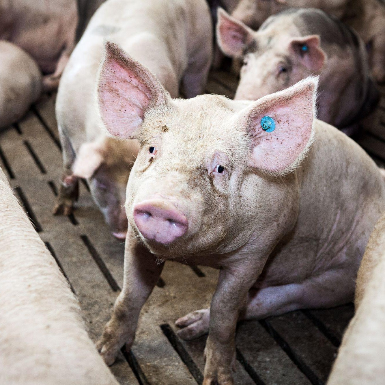 Mutilated pig on a pig farm