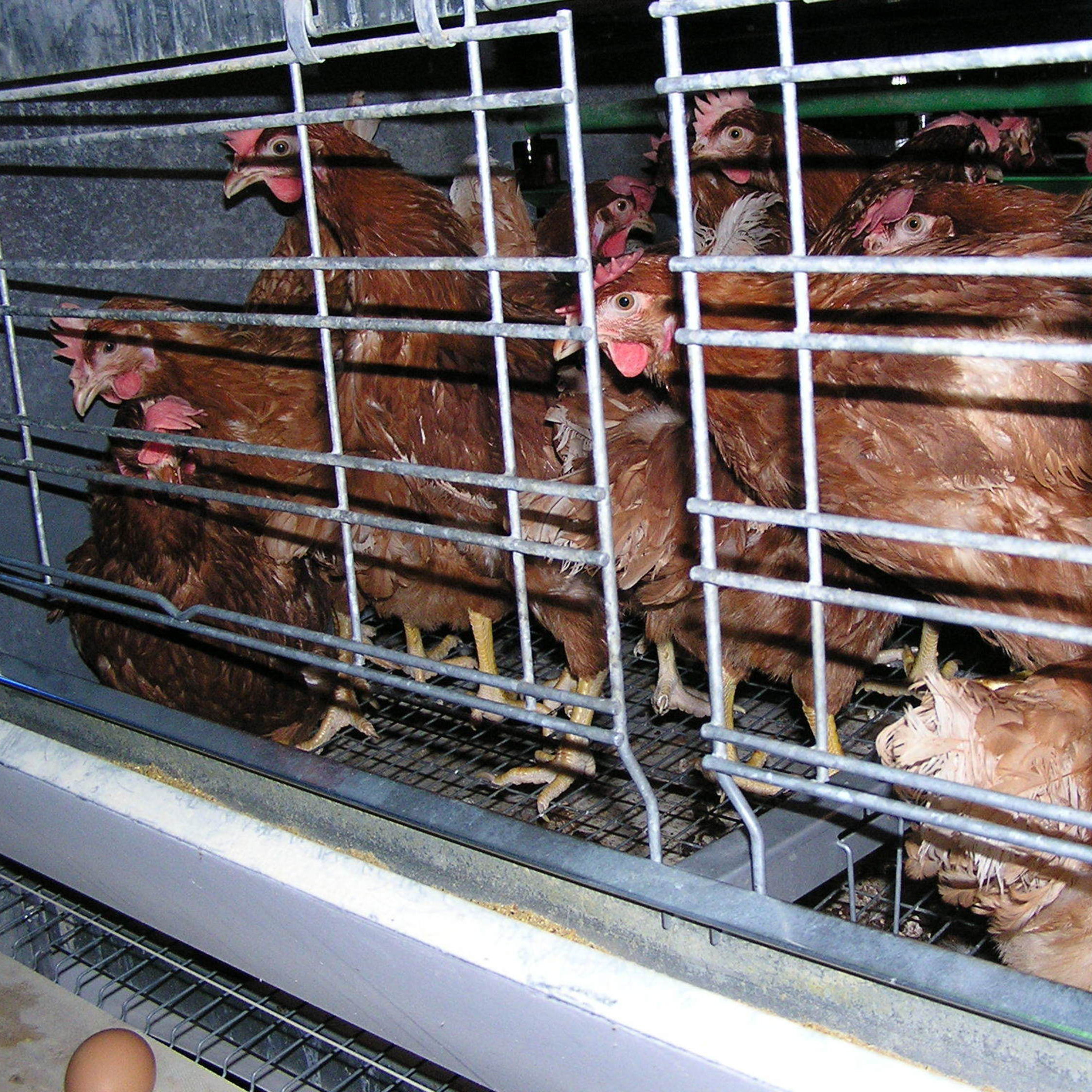 Laying hens in cages