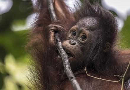 Orangutan Damai