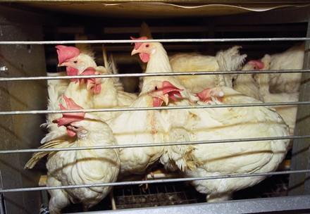  Les parlementaires européens votent l’interdiction de l’élevage en cage