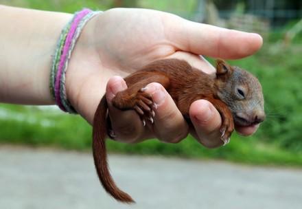 Baby red squirrel being held in hand