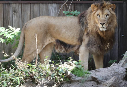 Lion Nikola at FELIDA
