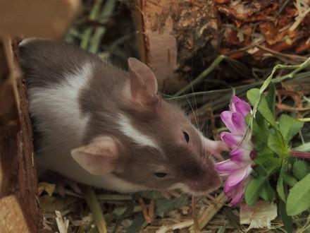 Maus mit Blume