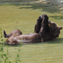 Brown bear Erich in the pond, where there is only little water. He lies there lifting his paws.