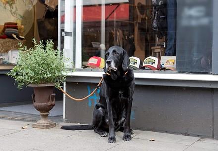Dog tied outside of shop