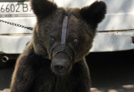 Circus bear muzzled for entertainment
