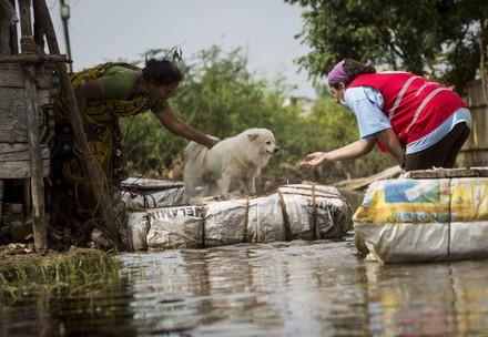 Hund wid gerettet nach Unwetter in Chennai