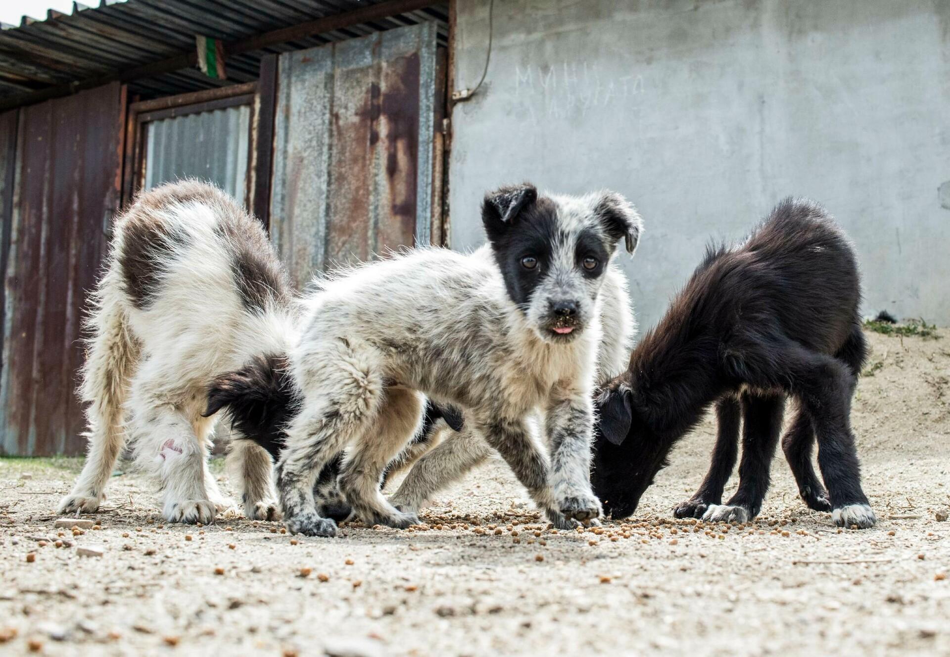 Stray Animal Care in Bulgaria - FOUR PAWS Australia - Animal Welfare Charity