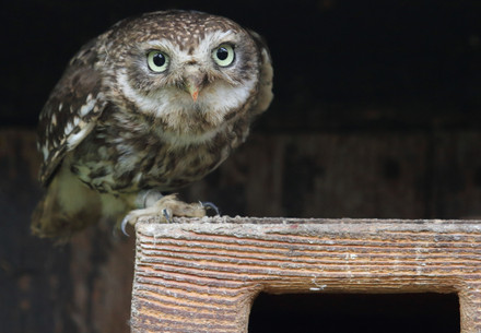 Minerva's owl at the OWL & BIRDS OF PREY RESCUE STATION Haringsee
