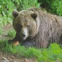 Brownbear Emma sits in the grass holding an icecube with frozen fruit and vegetable..