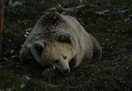 Bär liegt auf einer Wiese mit Schneeflocken