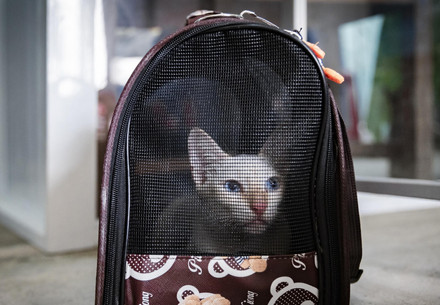 Cat being transported in a transport bag
