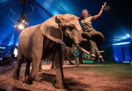 Elephant carrying his trainer as part of a circus act