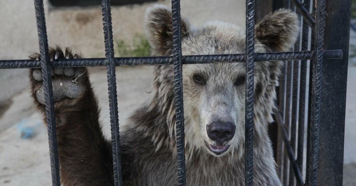 SaddestBears in Southeast Europe - a FOUR PAWS campaign to help bears