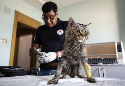 Cat Leo survived 18 days under the rubble