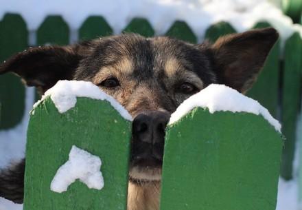 Comment prendre soin des pattes de votre chien en hiver ?