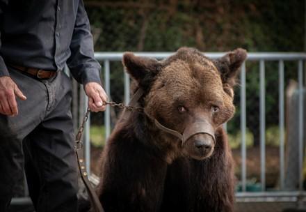 Un ours exploité pour un spectacle médiéval en France