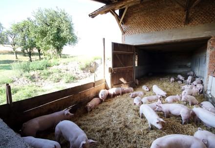 Schweine im offenen Stall mit viel Einstreu