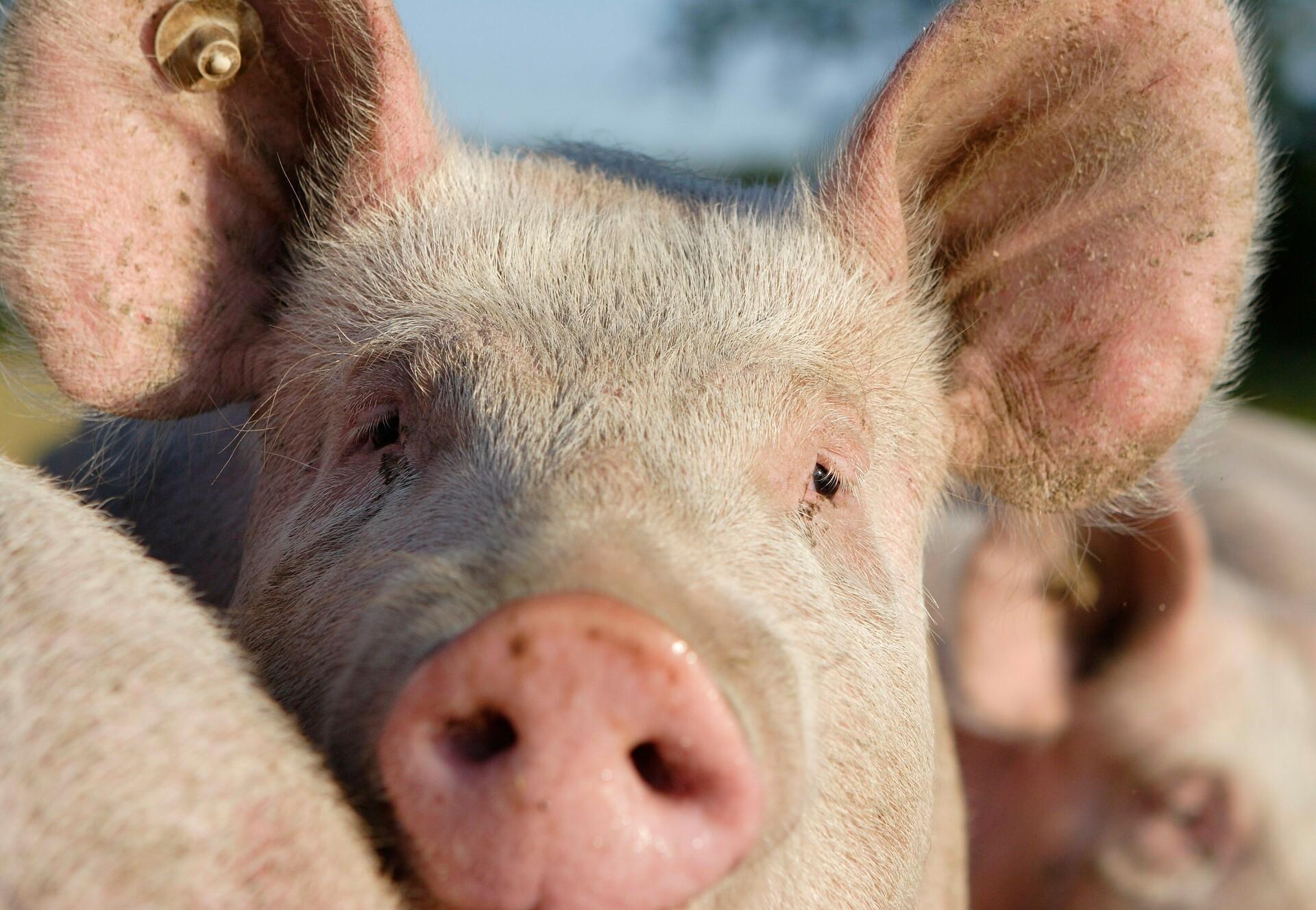 The Pork on Your Fork: Unexpected Foods That Contain Pig - FOUR PAWS  International - Animal Welfare Organisation