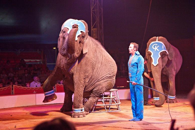 Éléphant dans le cirque