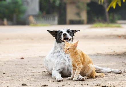 Hond en kat op straat 