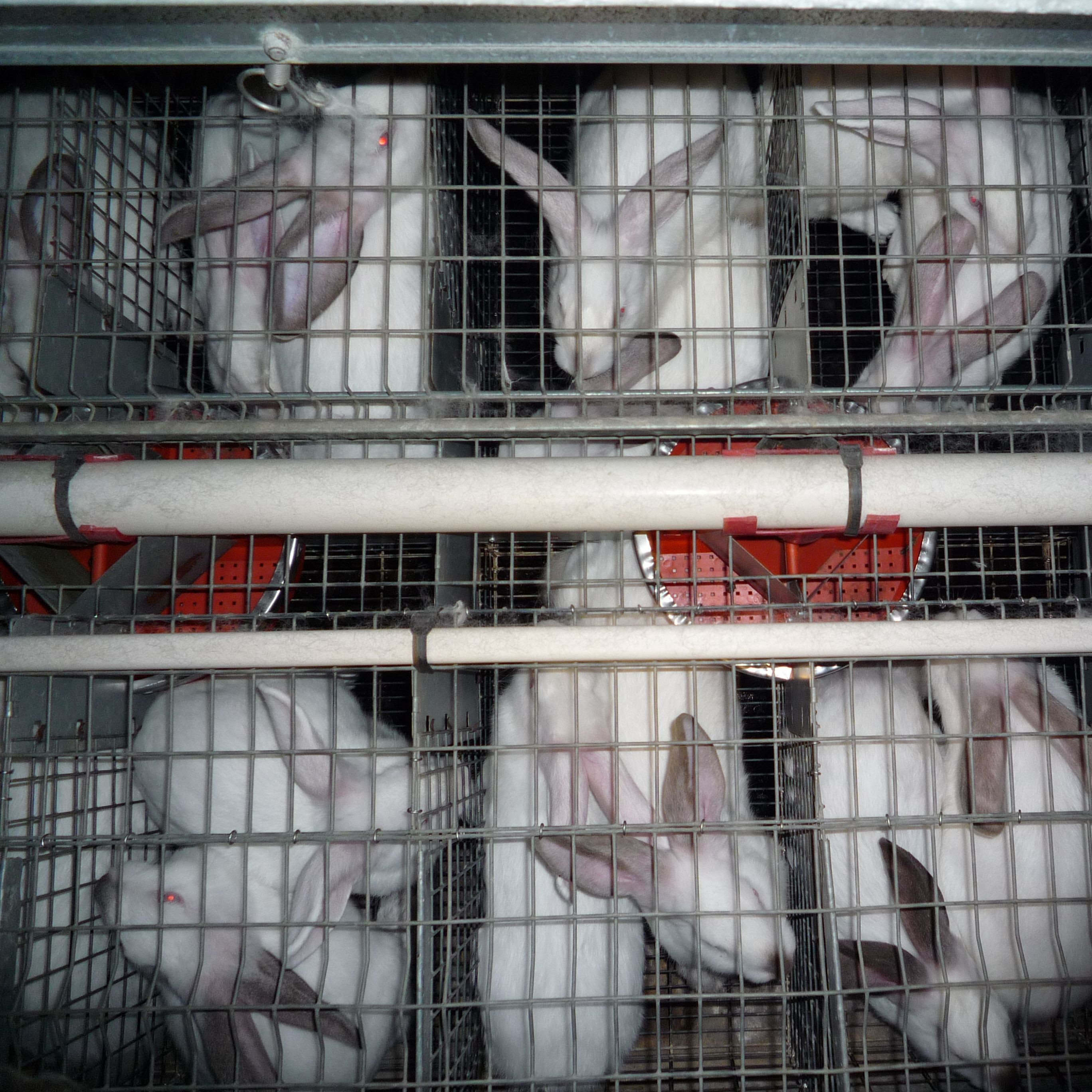 Rabbits in small cages on a rabbit farm