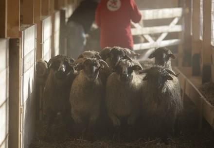 Rescued sheep arrive at new home 