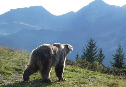 Arosa Barenland bear sanctuary with bear Napa