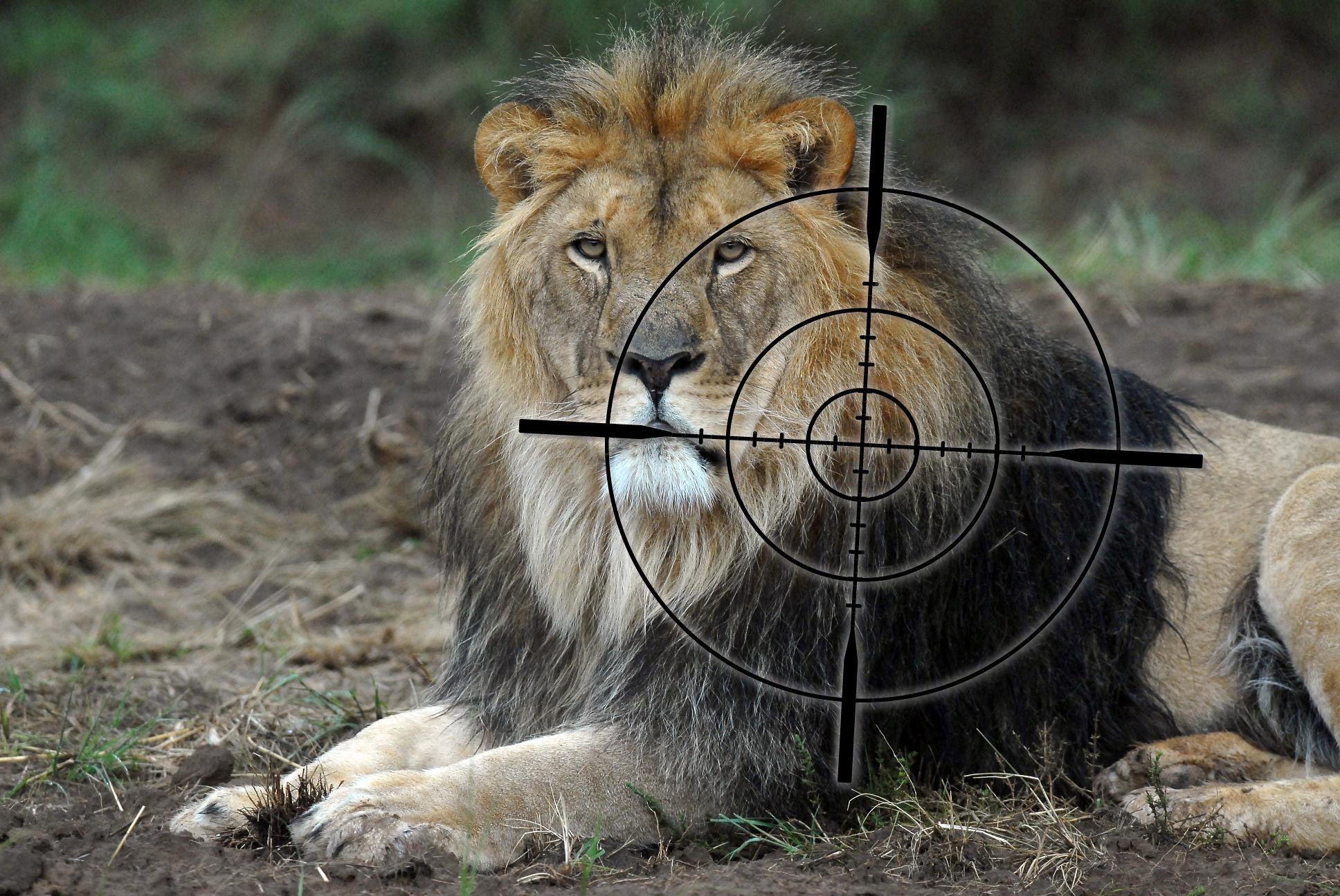 Trophy Hunting - FOUR PAWS in US - Global Animal Protection Organization