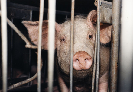 pigs in factory farming