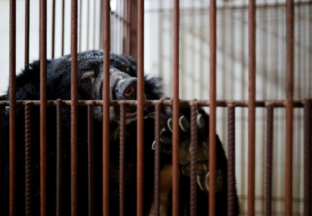 Bear Na in her cage on the bile farm