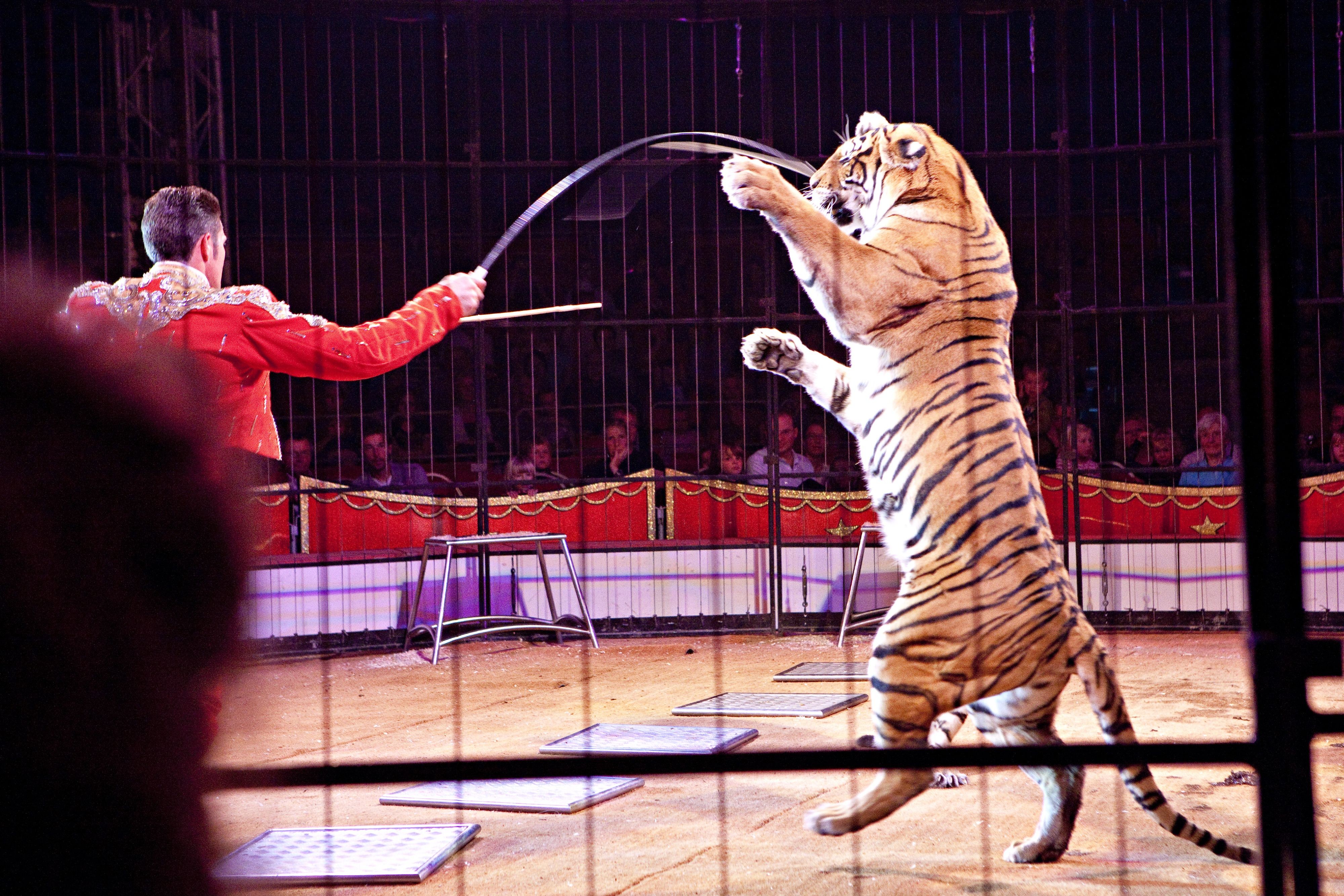 Campagne QUATRE PATTES - Animaux sauvages dans les cirques