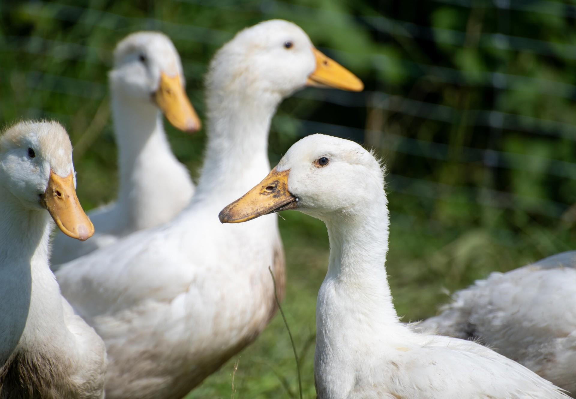 10 Facts About Ducks - Farm Animals - Topics - Campaigns & Topics - FOUR PAWS International