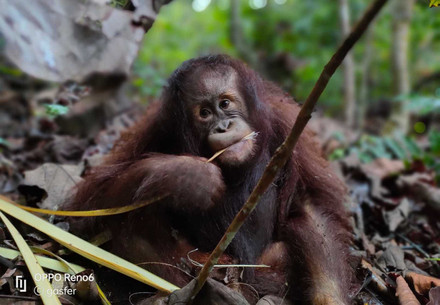 Orangutan at ORANGUTAN FOREST SCHOOL
