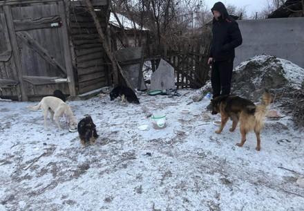 УВАДТ (Українська всесвітня асоціація домашніх тварин) екстрене годування в Україні