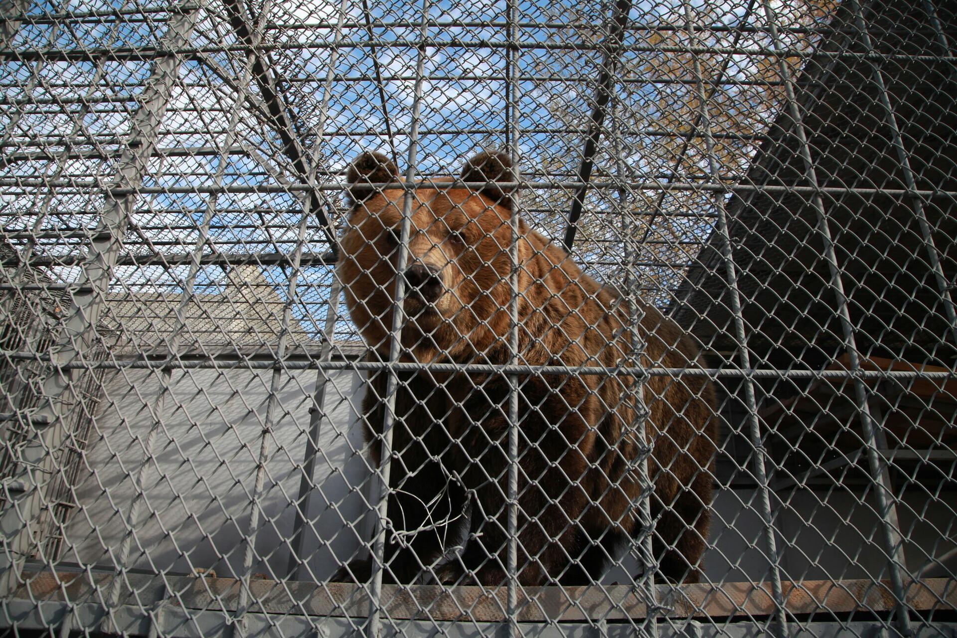 . donor saves wild animals rescued from Europe's worst zoo - FOUR PAWS  in US - Global Animal Protection Organization