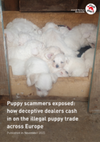 Puppy Scammers