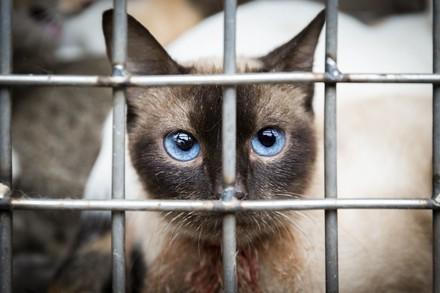 Un chat dans une cage destiné à être consommé 