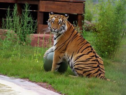 Tiger Cara spielt mit Ball