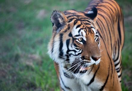 un tigre du Bengal sauvé par QUATRE PATTES
