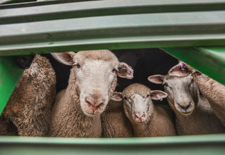 Sheep in a transport trailer looking out through the side grates