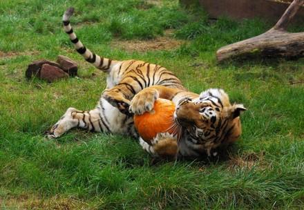 Un tigre en pleine séance de jeu