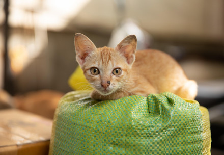 Stray kitten in Cambodia