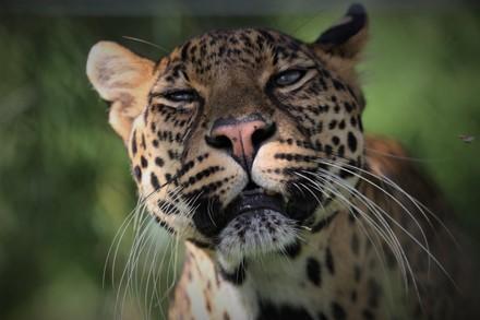 Leopard Bakari at LIONSROCK