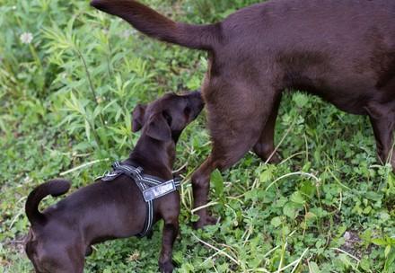 Dog sniffing on another dog